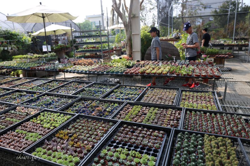 田尾景點綠果庭院｜田尾公路花園免費景點多肉植物天堂.網美拍照打卡熱點，田尾一日遊